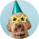 Dog wearing a party part and star shaped sunglasses