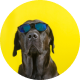 Dog wearing sunglasses